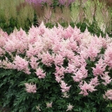 Cvijet breskve astilbe: fotografija i opis